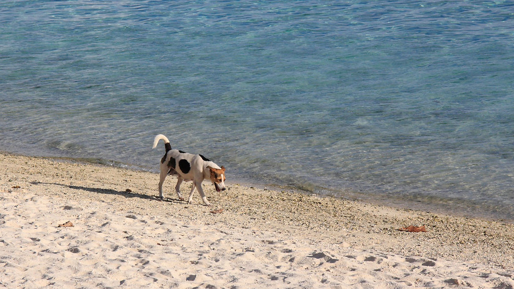 Bora Bora Beach Dog На Бора Бора много собак, на 9 тысяч ж… Flickr