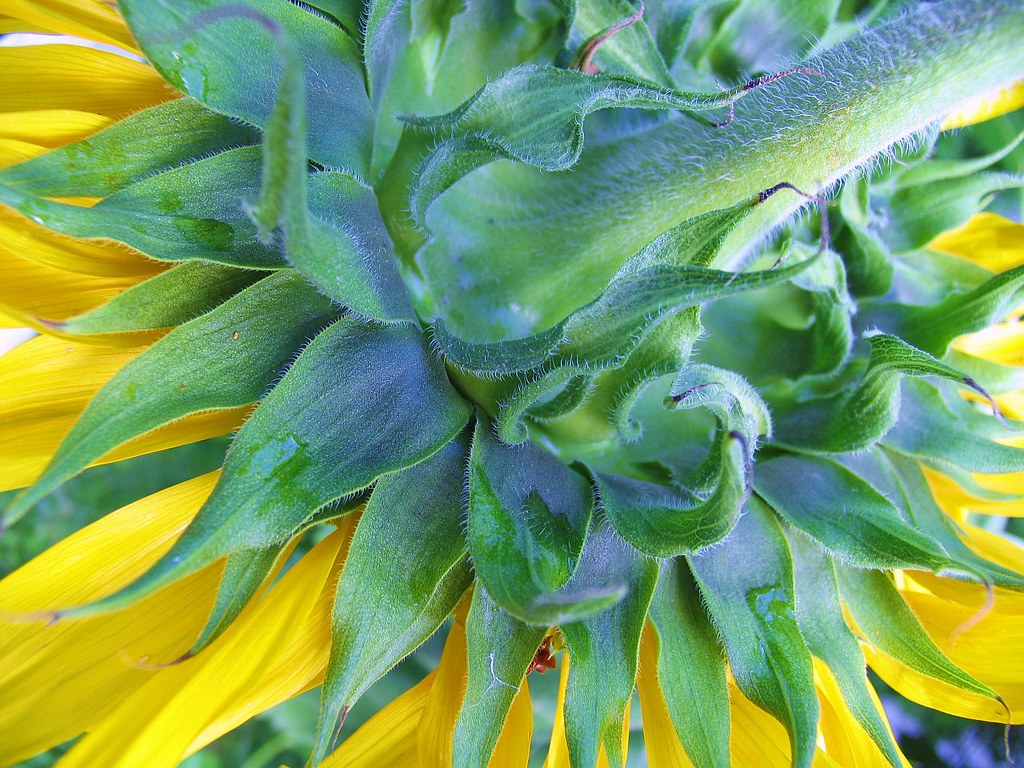 strong plant grows huge a photo on Flickriver
