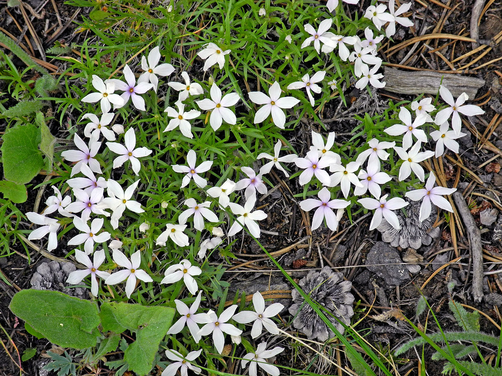 Different Tiny White Wildflowers a photo on Flickriver