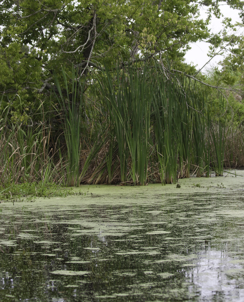 Booked On The Bayou Terrebonne Parish 422107R1204A