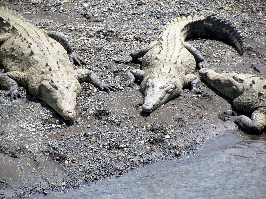 Alligator bridge Costa Rica travel Costa Rica travel in … Flickr
