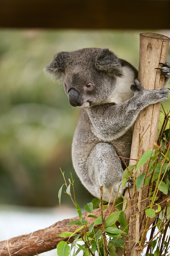 Koala Bear Portrait Headed out to Symbio Wildlife Park for… Flickr