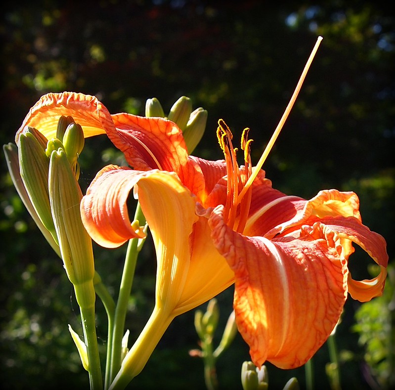 Flowers of Groton,MA JuneJuly 2012 Flickr