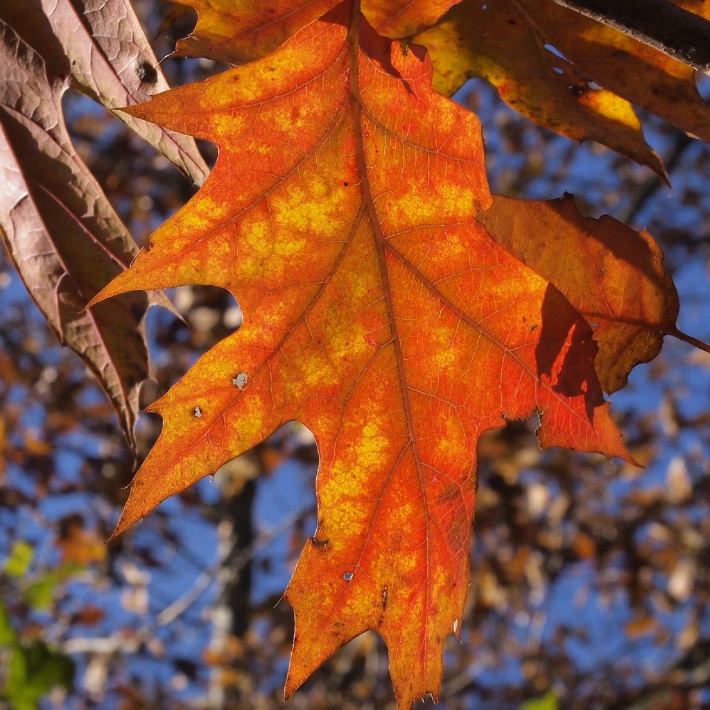 feuille de chêne rouge en automne quercus rubra northe… Flickr