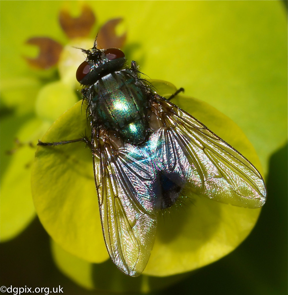 Green Bottle Fly The gardens are quite special this time o… Flickr