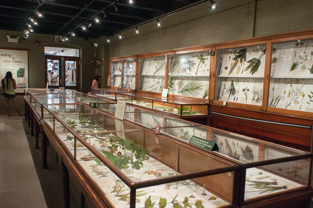 Glass flower exhibit at Harvard Museum of Natural History Flickr