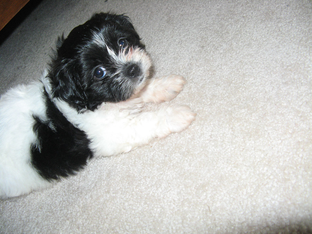 Shih Tzu And Bichon Mix Cute of Animals