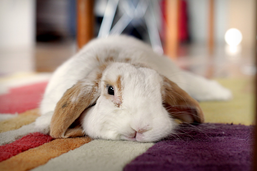 Tired Rabbit Rabbit is tired from a day of frolicking and … Flickr