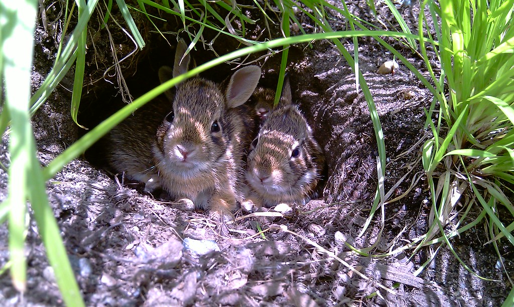 Search for Plants from Peter Rabbit at the Garden Brooklyn Botanic Garden