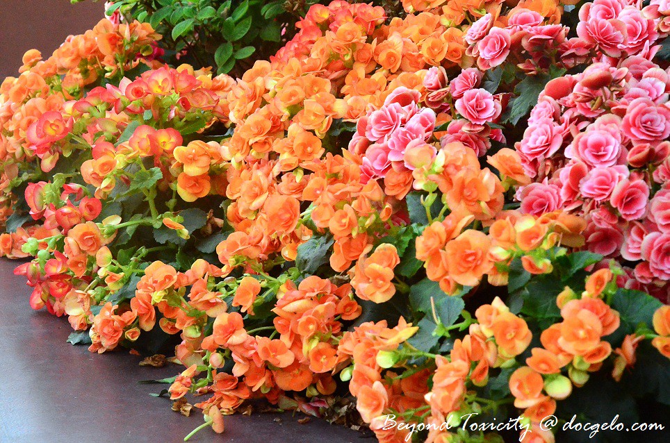 orange & pink flowers, gardens by the bay Angelo Nino Santos Flickr