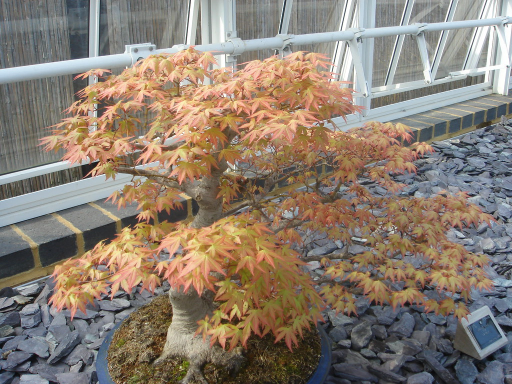 Bonsai, Kew Gardens Graham Little Flickr