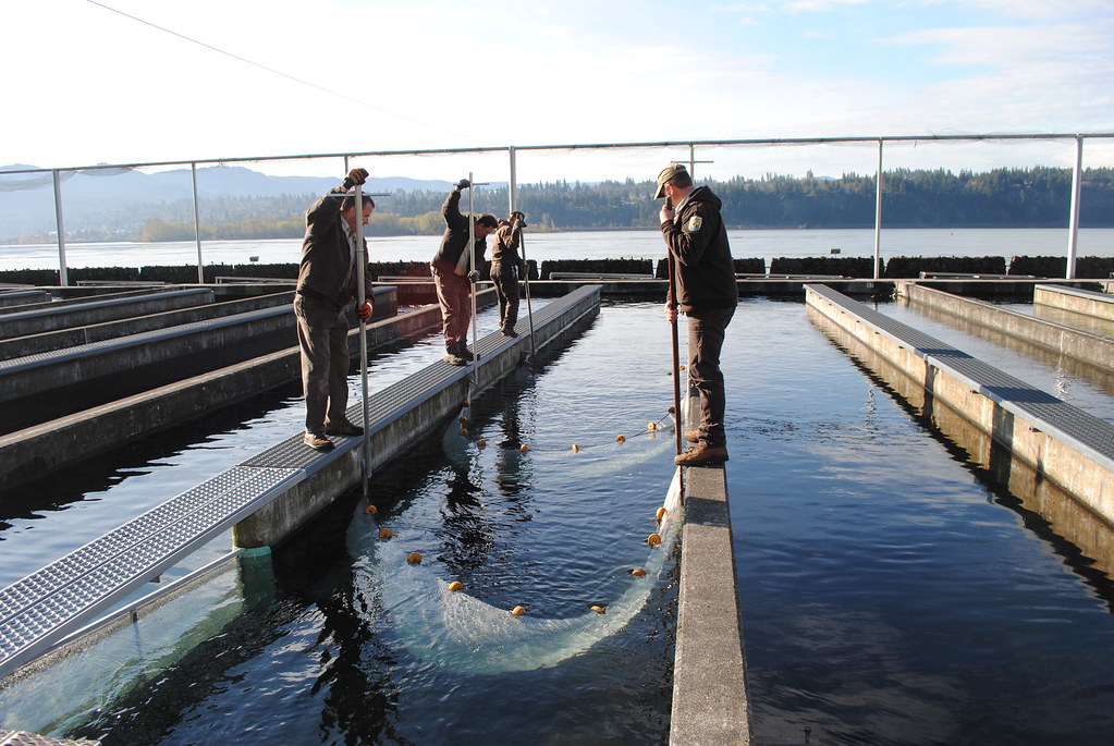 Hatchery workers release salmon Nets are used to guide the… Flickr