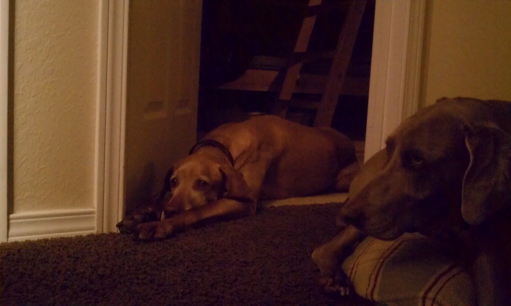 The dogs guarding kids bedroom door ) mare804 Flickr
