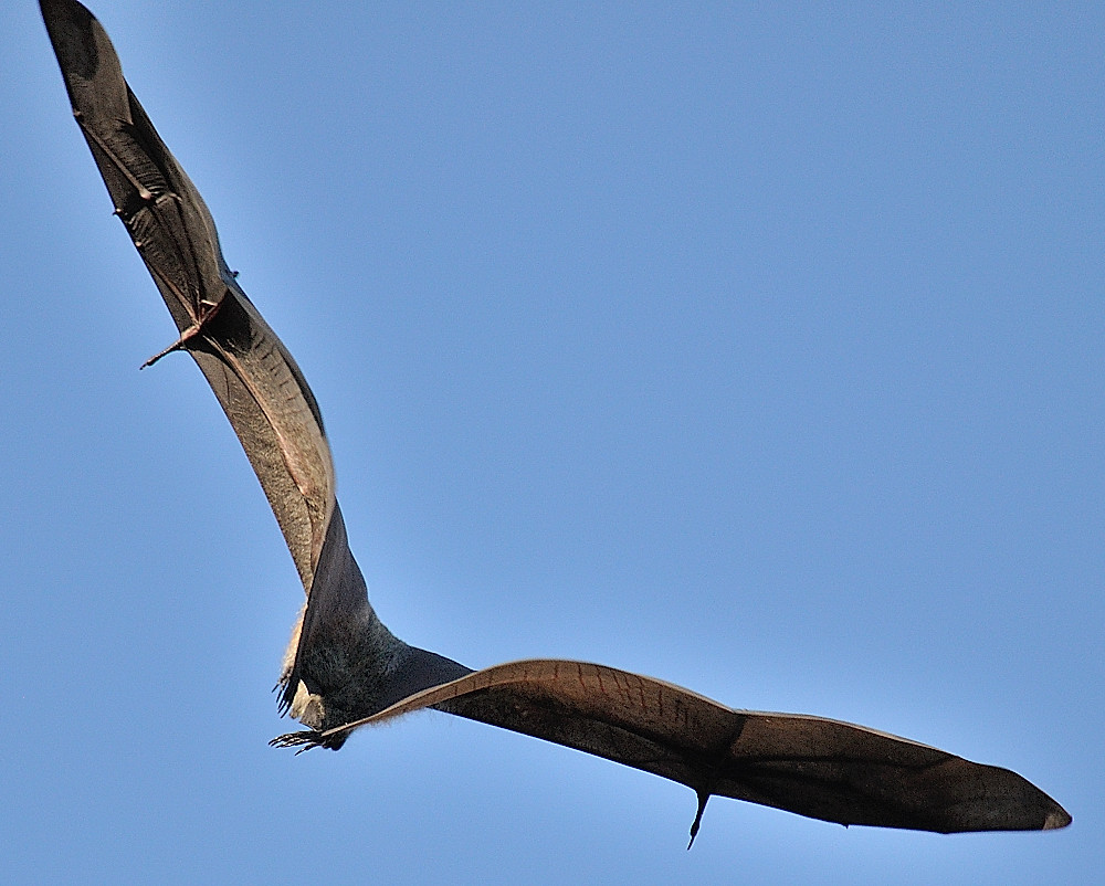 Bats for Dummies How to do a 2 sec Uturn. DSC_026116 Flickr