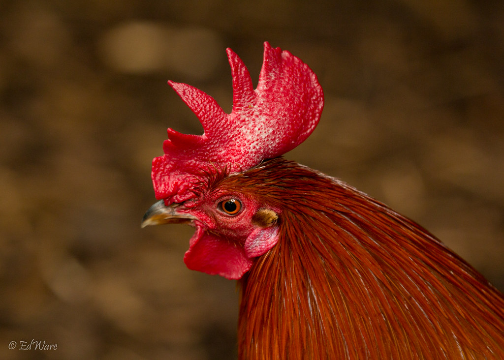 Rooster Dublin Zoo EdWare1 Flickr