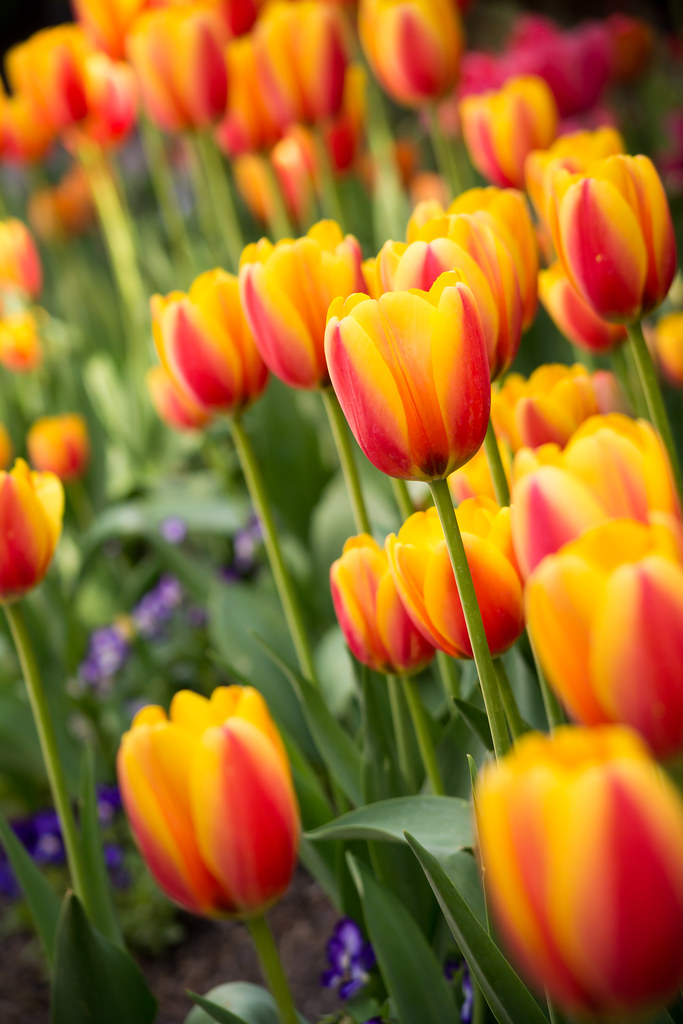 tulip time Thanksgiving Point Garden; Lehi, Utah raspberrytart Flickr