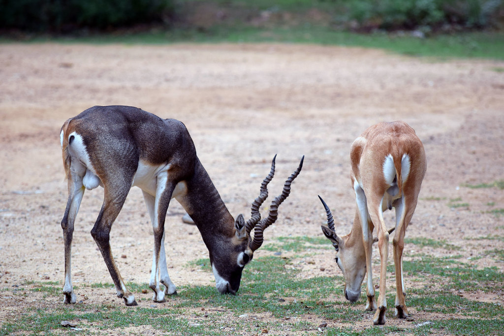 a black buck family a male and female black buck eating gr… Flickr