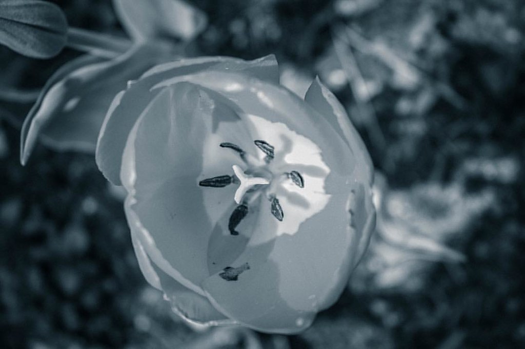 Flowers heal me. Tulips make me happy. tulips flower ig… Flickr