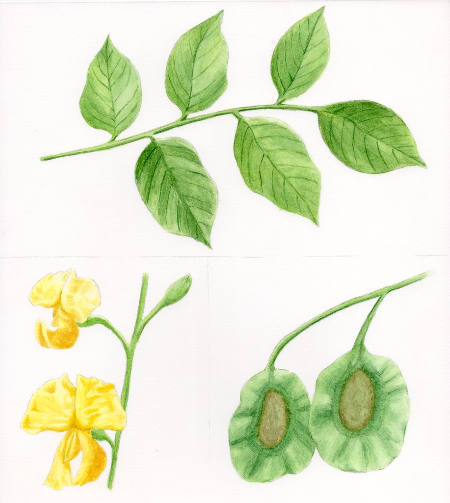 Narra Tree (Pterocarpus indicus) Leaves, Flower & Seeds Flickr
