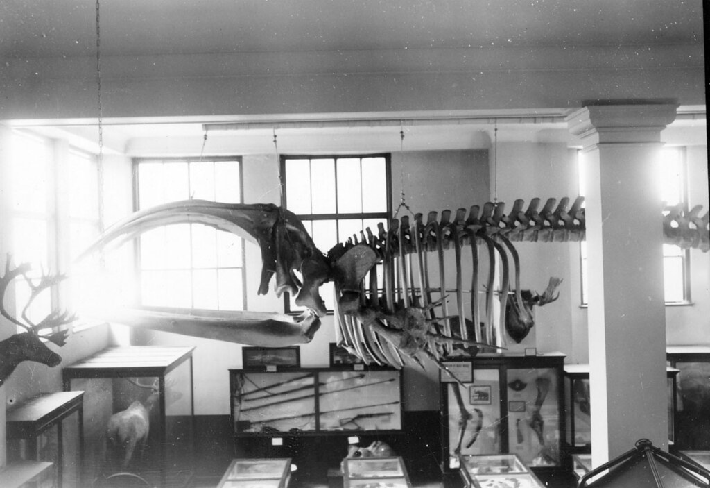 PhC42_Bx19_Museum of Natural History_F572 Museum Hall I c… Flickr