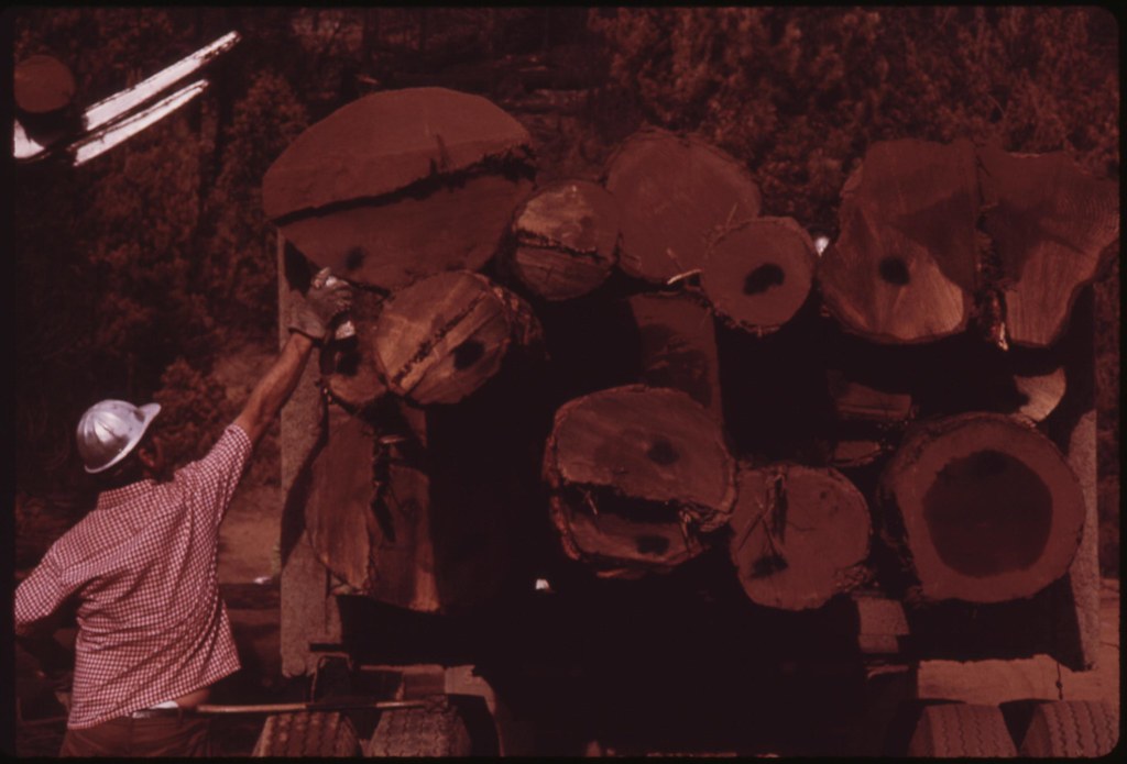 Pickering driver sprays mark on salvaged logs to indicate … Flickr