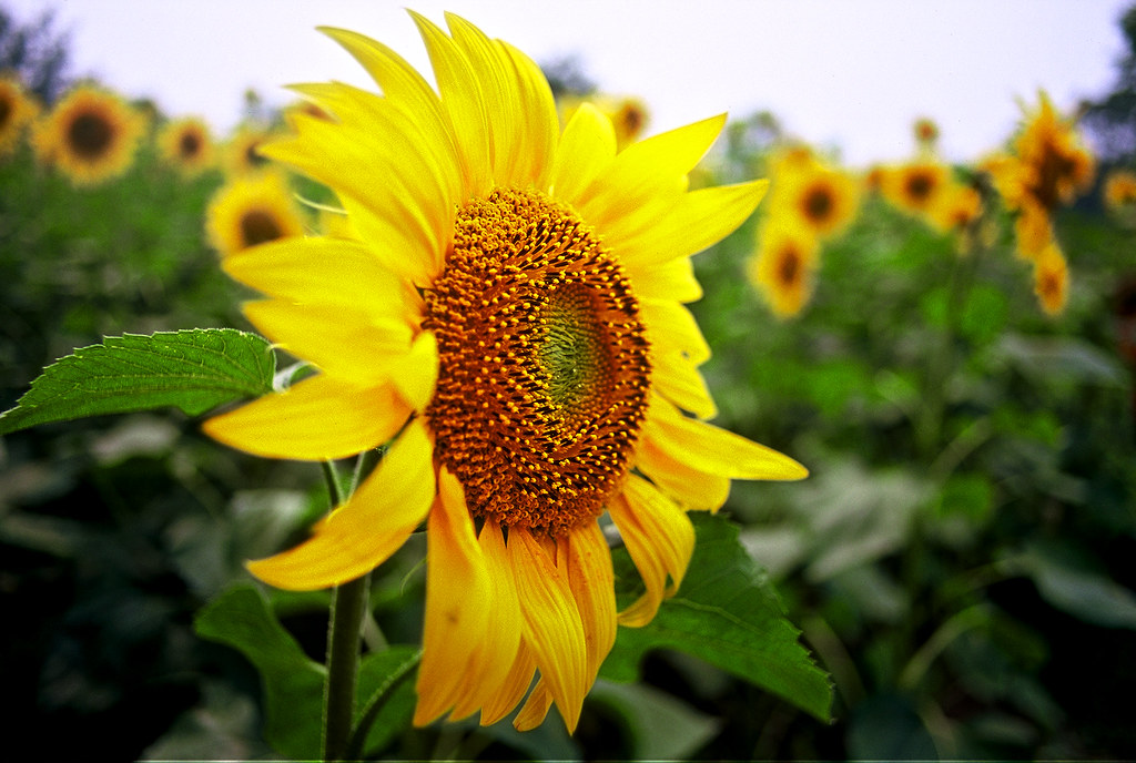 Sunflower song zhen Flickr
