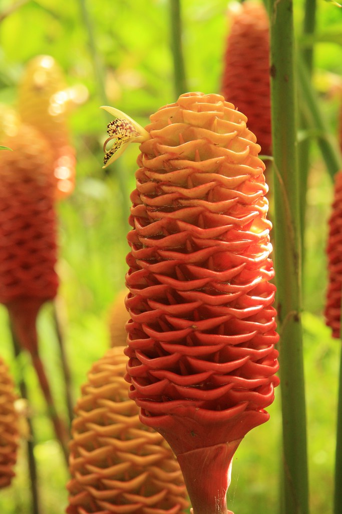 Beehive Ginger How can such things exist as a plant that l… Flickr