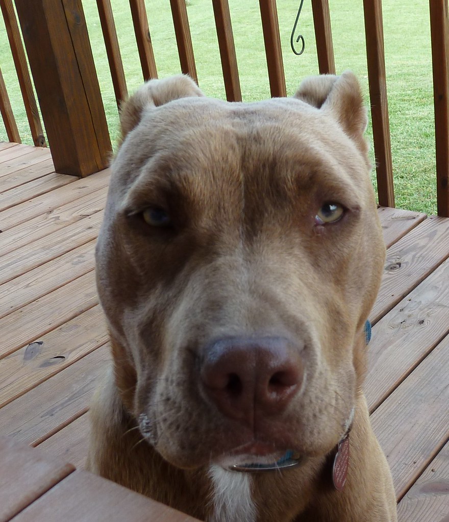 Murphy2 New dog for us, rescued from shelter in LaHarpe, K… Flickr