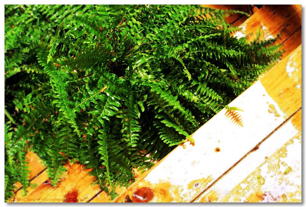 Watering The Ferns This is an image to illustrate stabilit… Flickr