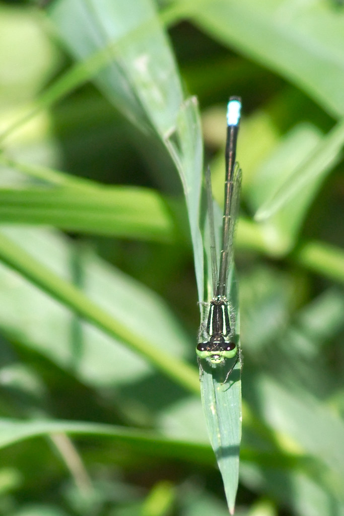 _IGP4287 Damsel fly in eldorado marsh area mjhuee Flickr