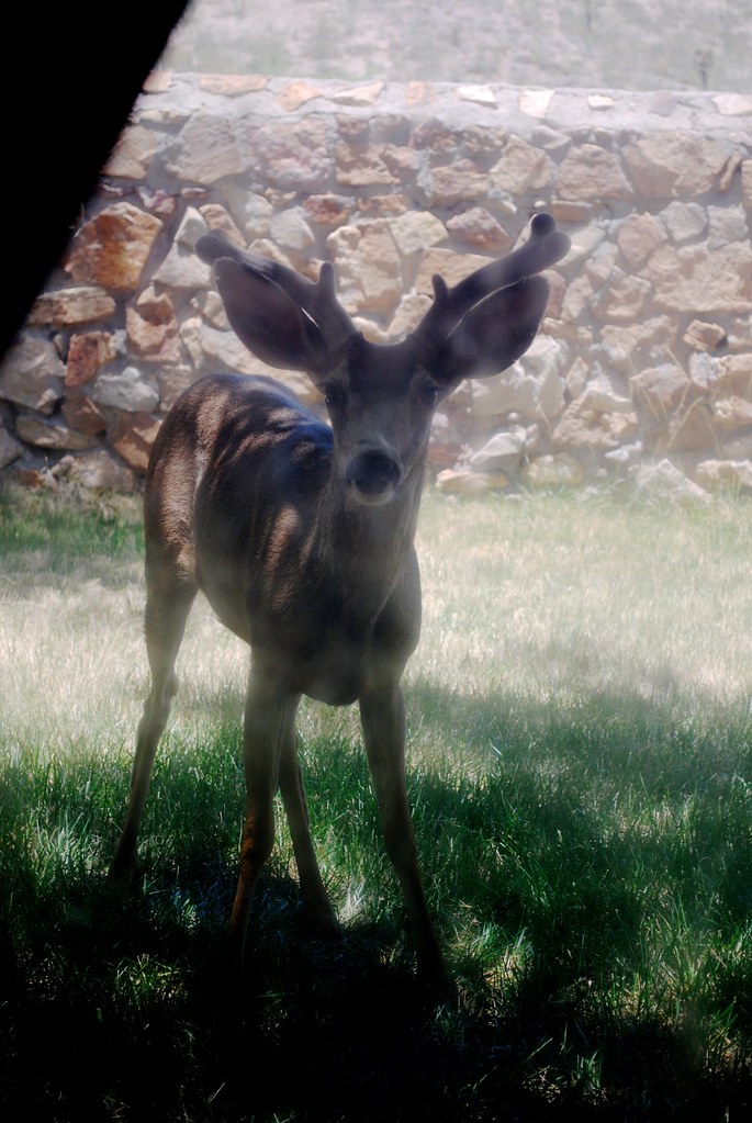 Deer in the Yard and Arroyo Flickr