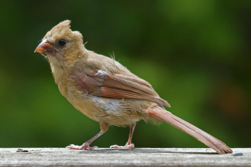 Young Cardinal Don Cassel Flickr