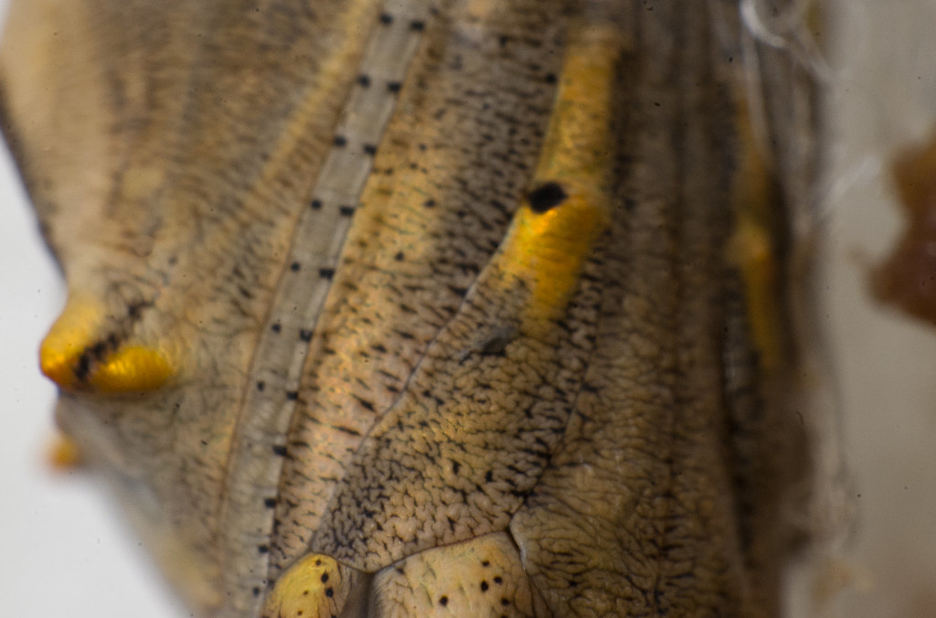 chrysalis2326 Painted lady chrysalis Pete Hughes Flickr