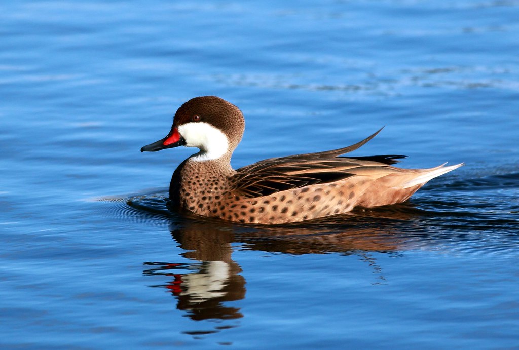 J77A9816 Brazilian duck in blue waters Nils Axel Braathen Flickr