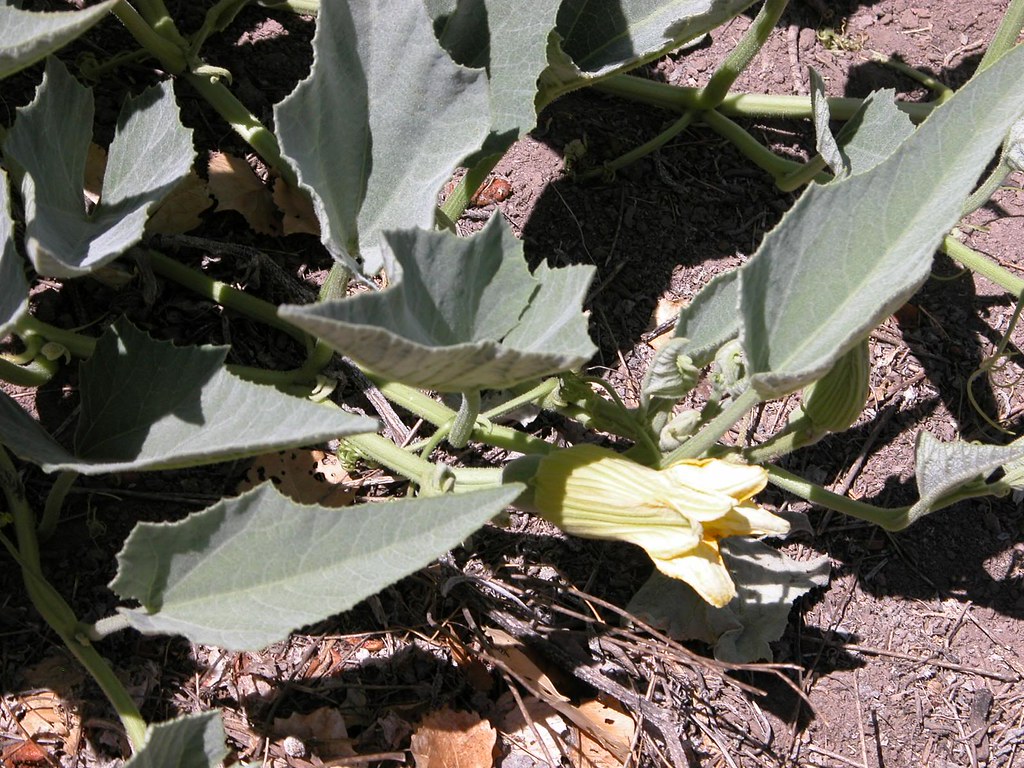 Coyote gourd in the same field near Animas Creek ford Flickr