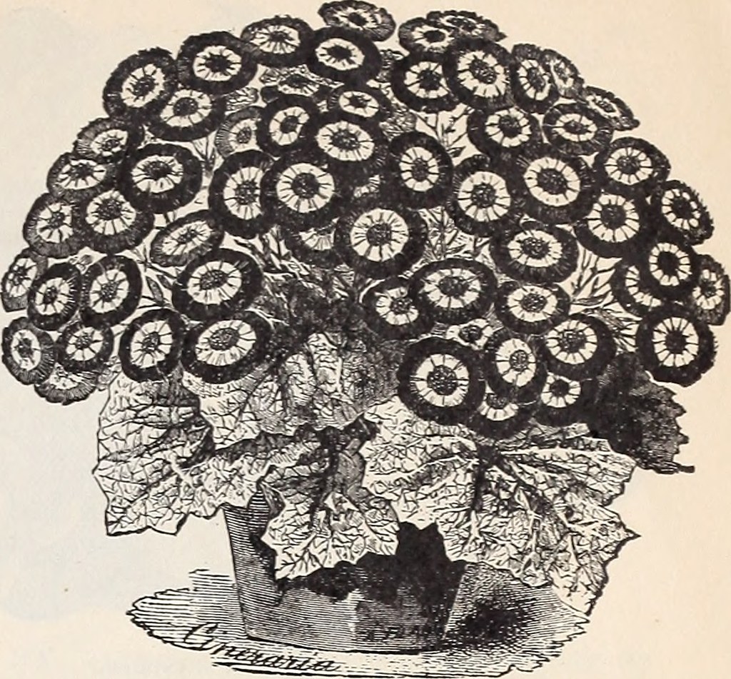 Image from page 12 of "Ely's catalogue of flower seeds" (1… Flickr