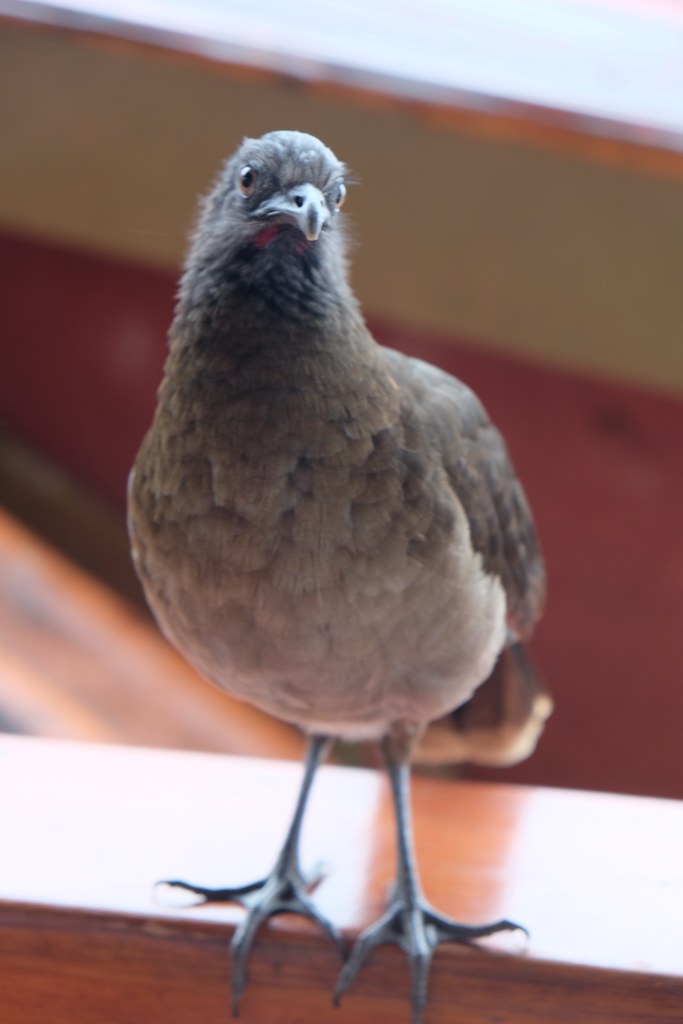 Parrot Hill Lodge airbnb / El Castillo, Costa Rica Flickr