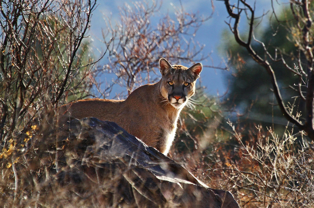 Mountain Lion, Big Bend National Park, Texas Taken Near th… Flickr