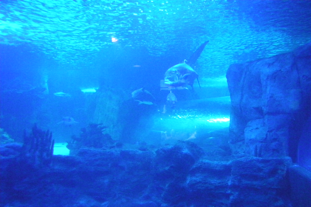 Visit to the Newport Aquarium (Newport, Kentucky) Great aq… Flickr