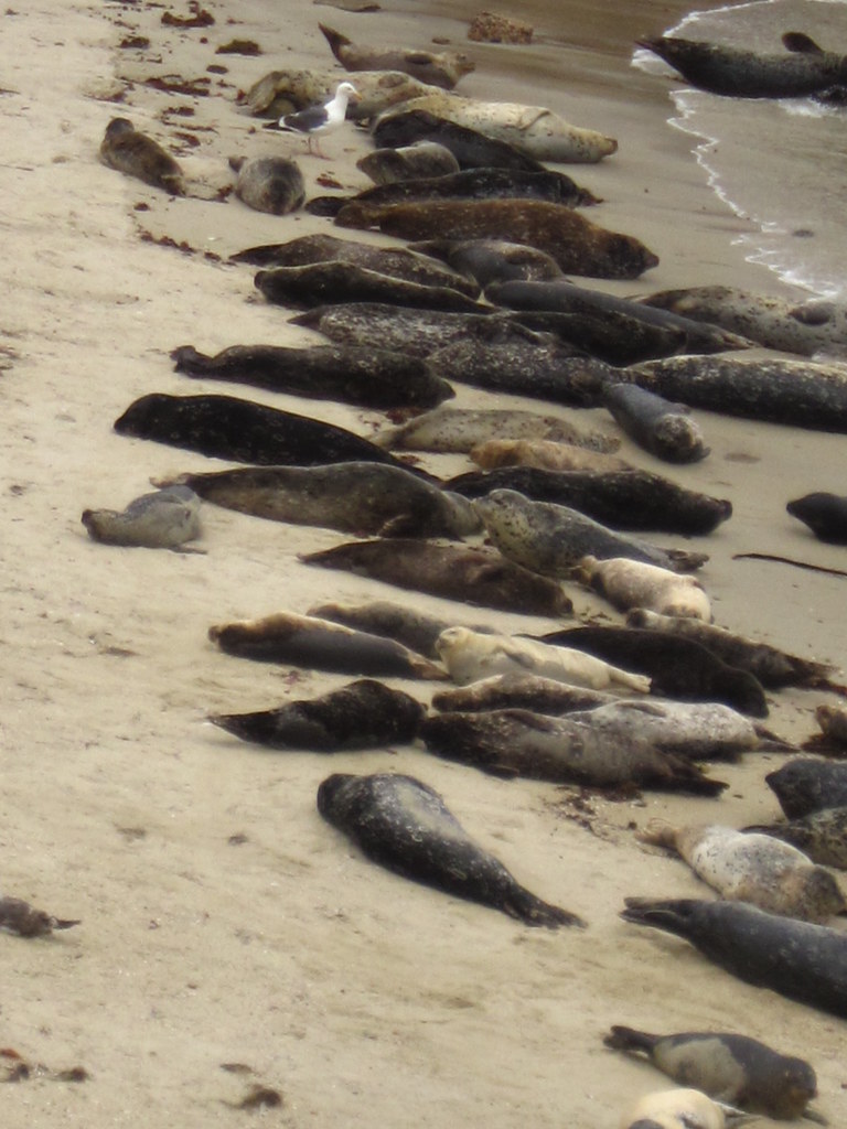 La jolla, Children's Beach San Diego, California Flickr