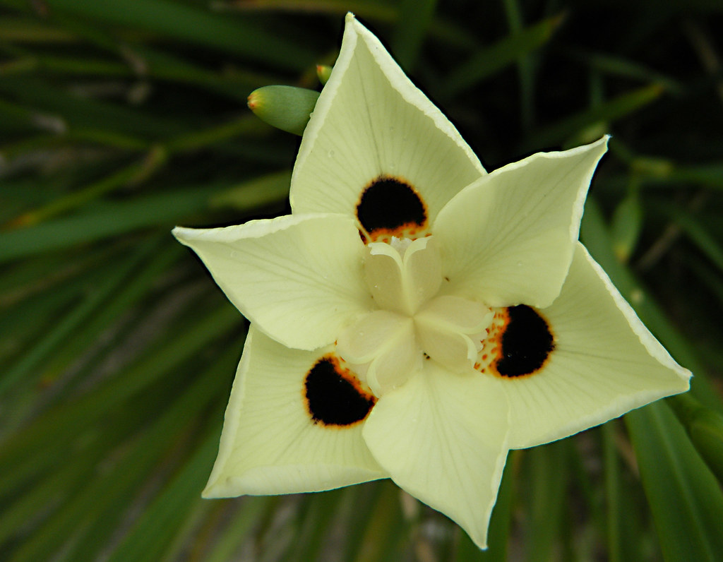 20111221_0538 yellow African Iris flower Peacock Flower, B… Flickr