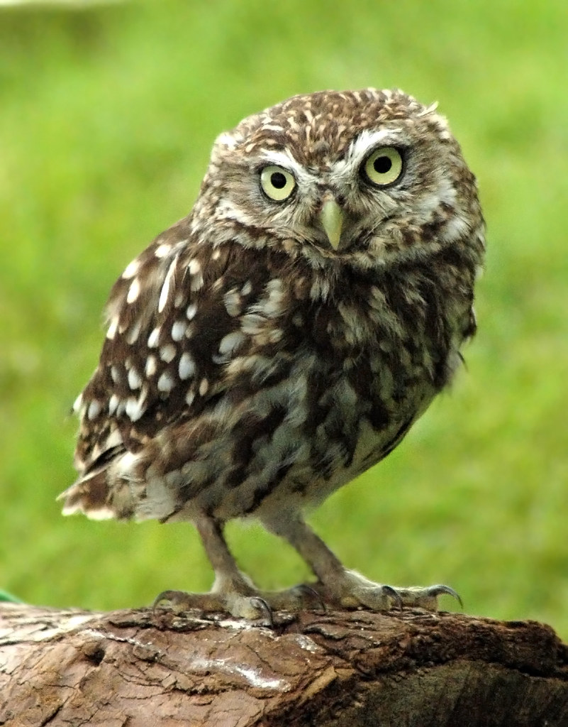 Little Owl Middleton RSPB Libby Warren Flickr