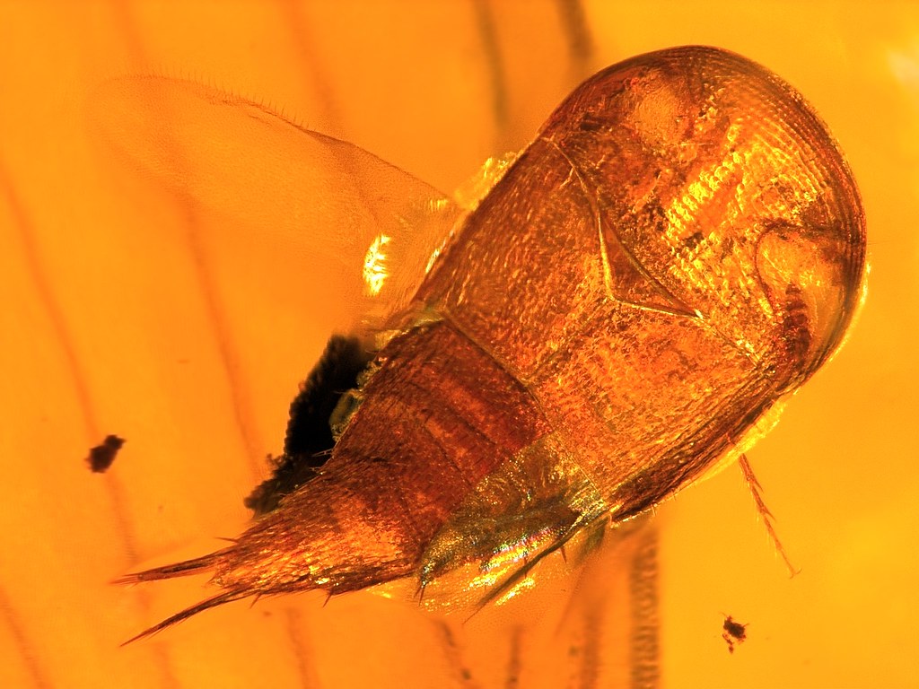 Dominican amber (2030 MYO) rare Horseshoe crab beetle (… Flickr