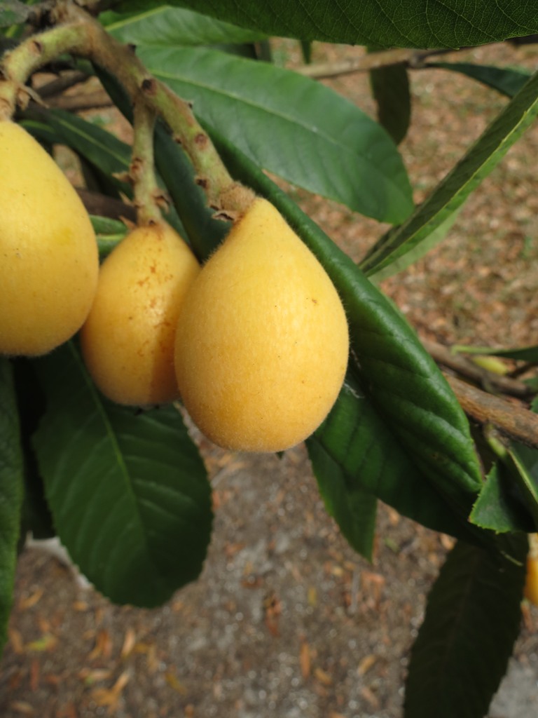 'Christmas' Loquat Eriobotrya japonica. 'Christmas' is an … Flickr