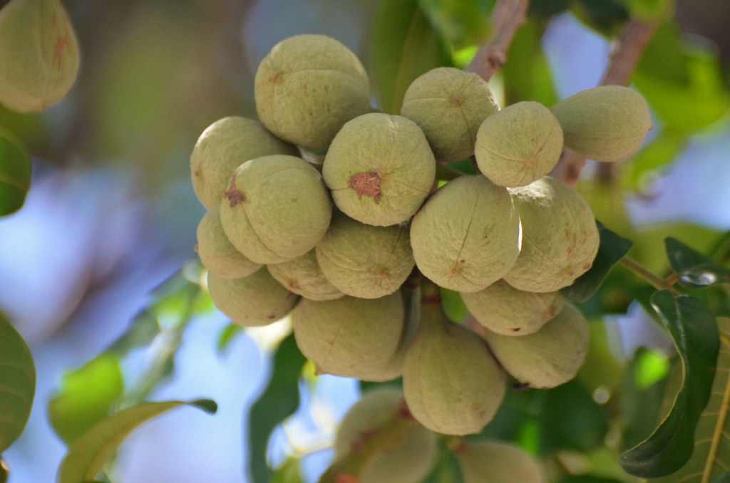 Natal Mahogany fruit Trichelia dregeana SAFARI AND GUIDE SERVICES