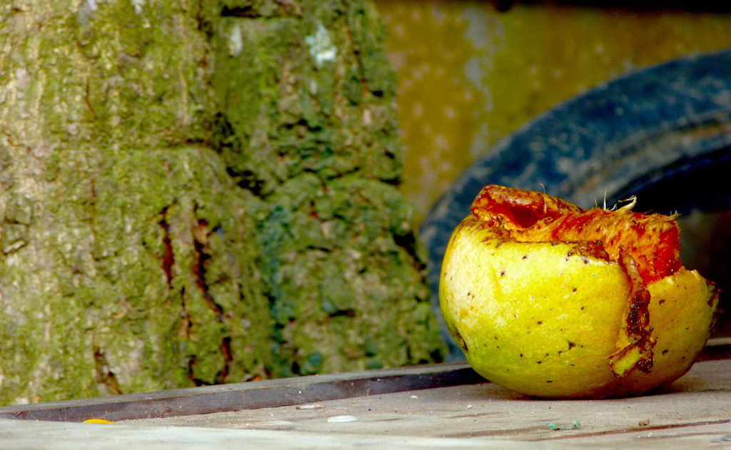 P10306601 Buah jatuh tak jauh dari Pohonnya pertanyaan