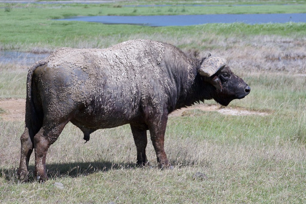 water buffalo Chris Makarsky Flickr