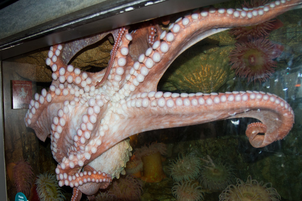 Boston Aquarium Octopus Taken during the week after Chri… Flickr