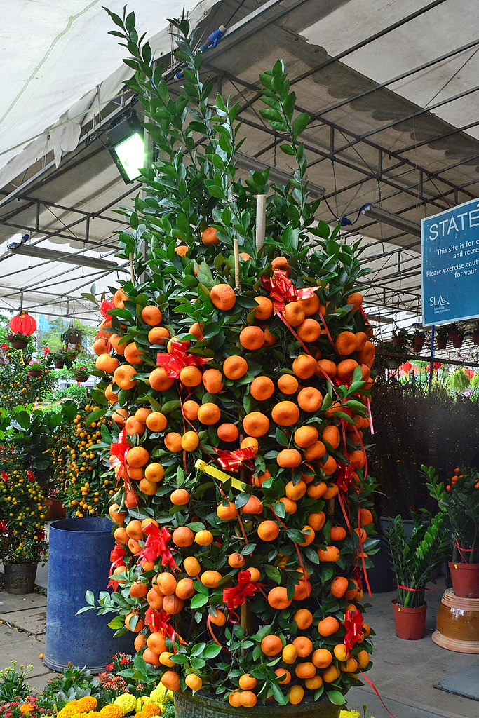 Oranges Plant At the Chinatown Bazaar during the Chinese N… Flickr