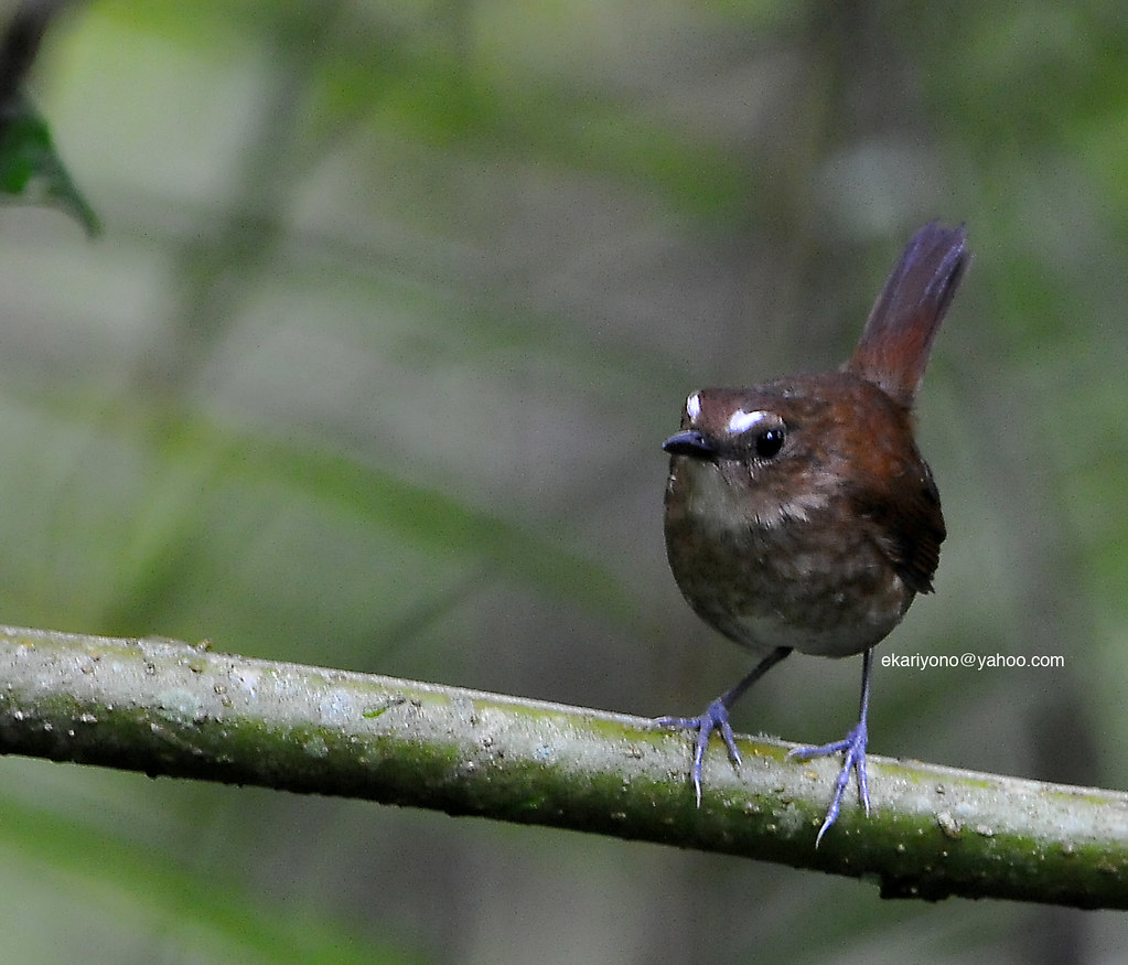Cingcoang Coklat Telaga Warna We01 | Willy Ekariyono | Flickr